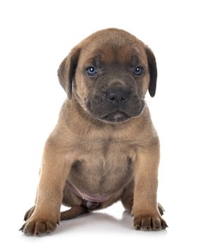 puppy italian mastiff in front of white background