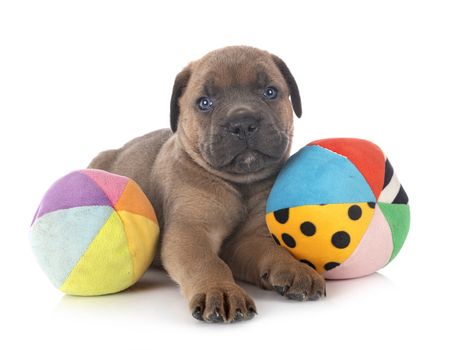 puppy italian mastiff in front of white background