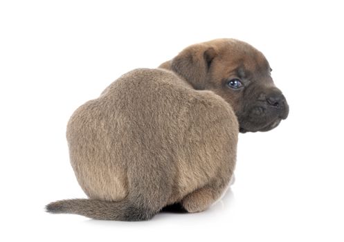 puppy italian mastiff in front of white background