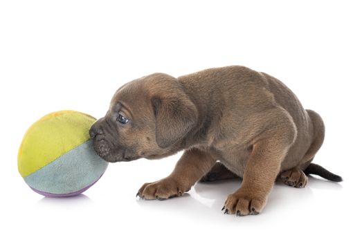 puppy italian mastiff in front of white background