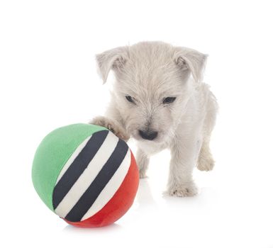 puppy West Highland White Terrier in front of white background