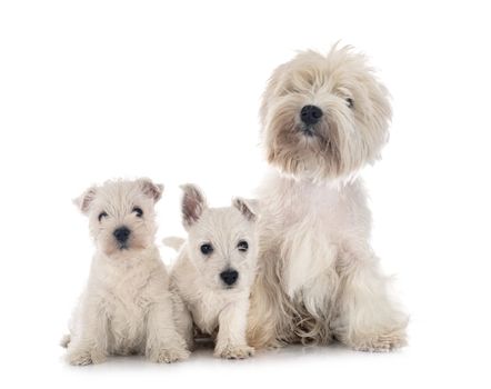 family West Highland White Terrier in front of white background