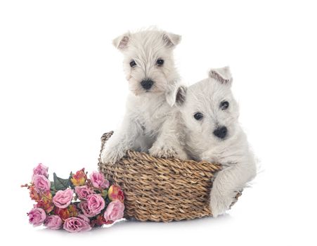 puppies West Highland White Terrier in front of white background