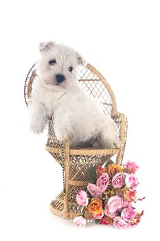 puppy West Highland White Terrier in front of white background