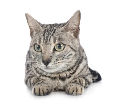 bengal cat in front of white background