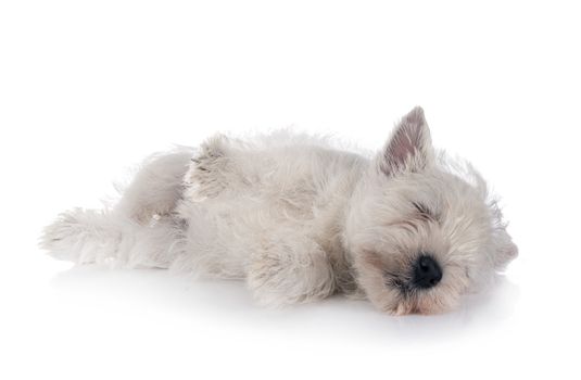puppy West Highland White Terrier in front of white background