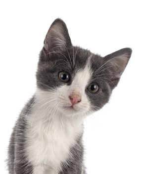 stray kitten in front of white background