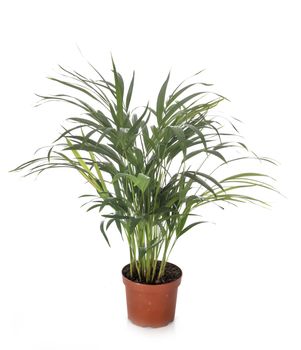 kentia in pot in front of white background