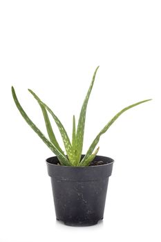 Aloe vera in front of white background