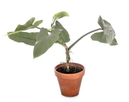 Philodendron hastatum in front of white background
