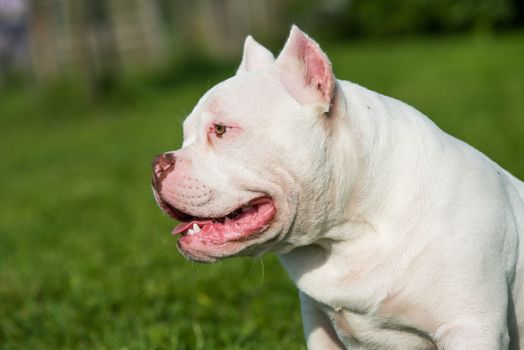 White American Bully puppy dog sitting on green grass. Medium sized dog with a compact bulky muscular body, blocky head and heavy bone structure.