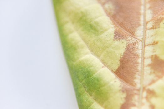 selective focus at the fallen avocado leaves with dried spots, studio shot