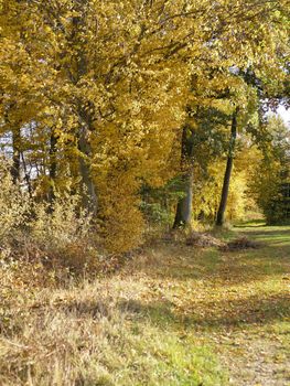 Forest in autumn in soft, sunny light