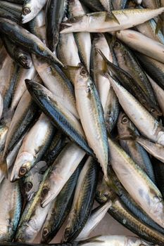 Fresh mackerel fish (Scomber scrombrus) on ice at seafood market.healthy life concept, diet.