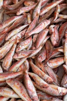 Red mullet on ice at the seafood market.Mediterranean fish and it is also the best ingredient of the diet.