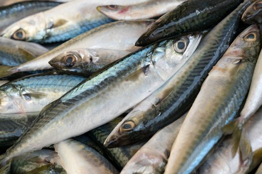 Fresh mackerel fish (Scomber scrombrus) on ice at seafood market.healthy life concept, diet.