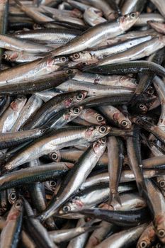 Fresh anchovies fish on ice at the seafood market,healthy life concept, diet.