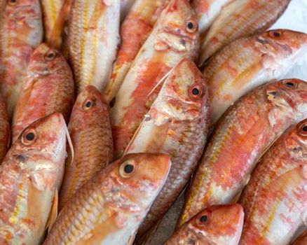 Red striped mullet on ice at the seafood market.Mediterranean fish and it is also the best ingredient of the diet.