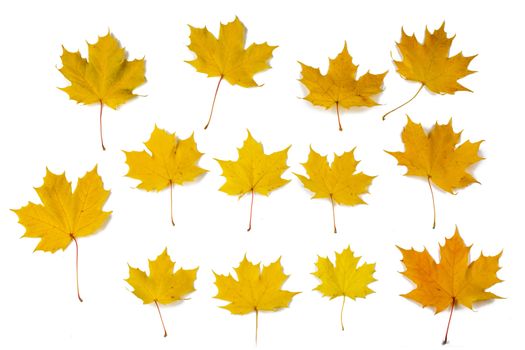 Set of orange autumn maple leaves isolated over white background