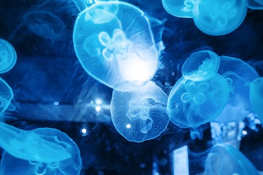 Closeup of a Beautiful Moon Jellyfish (Aurelia aurita) Suspended in Water and Surrounded with Many Other Jellies with a Glowing Light. Beautiful and relaxing background