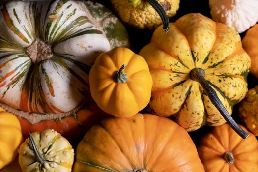 Assortiment of autumn harvested pumpkins in a heap background , Halloween holiday concept