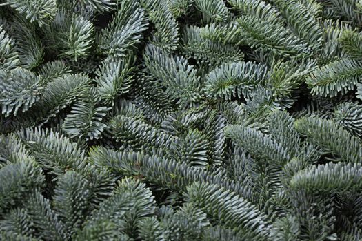 Noble fir tree branch christmas new year background close up