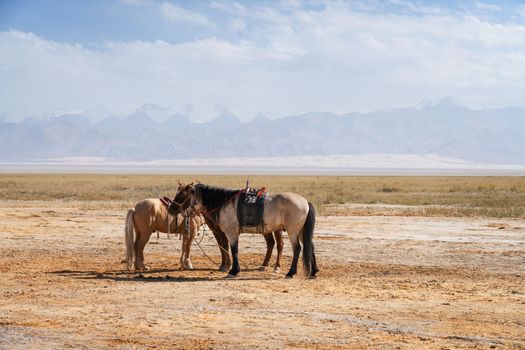 Horses on the natural ground, with mountains behind. Photo in Qinghai, China.