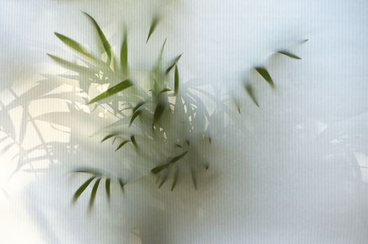 Abstract shadows of Green plant behind window blind
