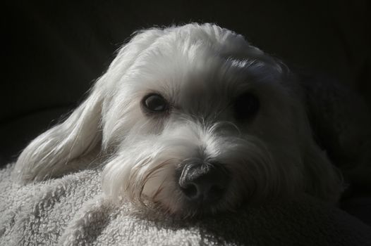 Cute Malteze Dog Laying On Sofa and Natural Light