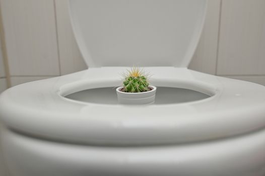 Concept Hemorrhoids Pain With Thorny Cactus inside Toilet