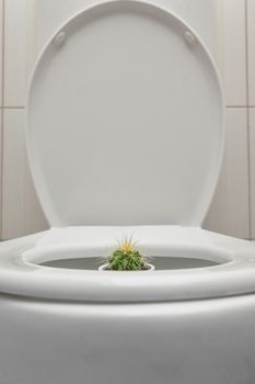 Concept Hemorrhoids Pain With Thorny Cactus inside Toilet