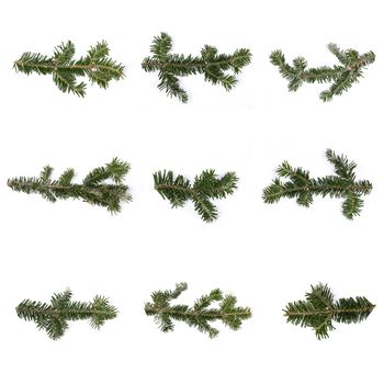 Evergreen christmas fir pine tree branch set on white for design