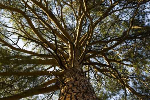 pine tree bark and body background, close-up and macro of wooden material, beautiful tree background
