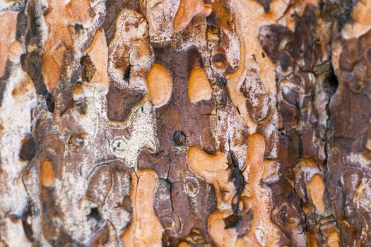 pine tree bark and body background, close-up and macro of wooden material, beautiful tree background