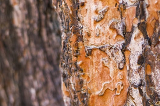 pine tree bark and body background, close-up and macro of wooden material, beautiful tree background