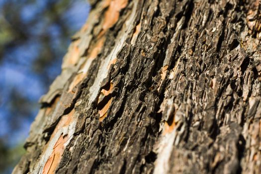 pine tree bark and body background, close-up and macro of wooden material, beautiful tree background