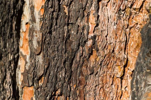 pine tree bark and body background, close-up and macro of wooden material, beautiful tree background
