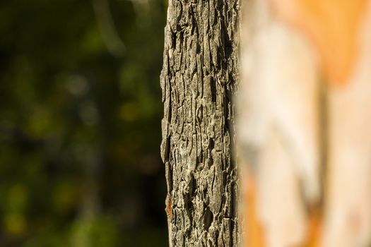 pine tree bark and body background, close-up and macro of wooden material, beautiful tree background