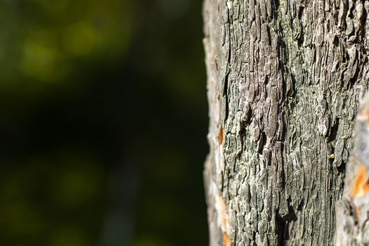 pine tree bark and body background, close-up and macro of wooden material, beautiful tree background