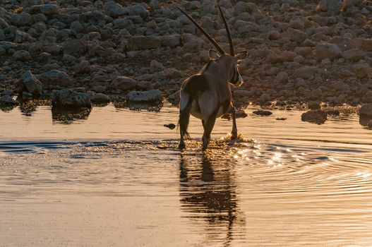 Oryx, Oryx gazella, inside a waterhole in northern Namibia