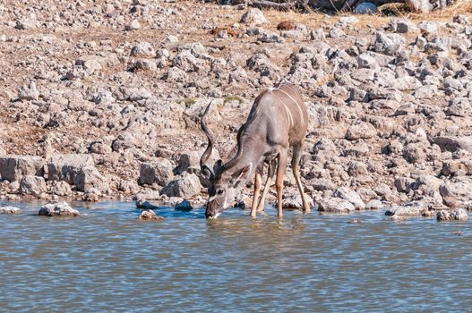 A Kudu bull drinking water at a waterhole in northern Namibia