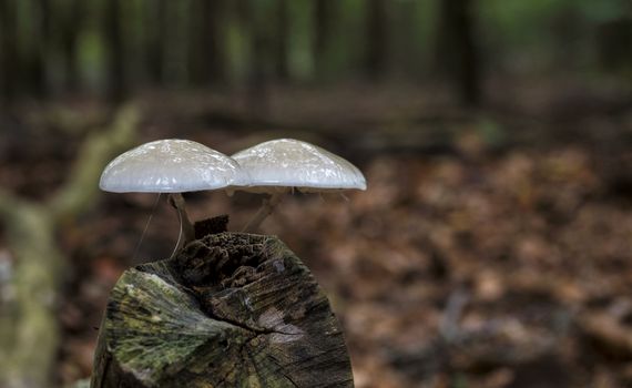 Oudemansiella mucida  known as Porcelain Fungus on a tree trunk on the veluwe in holland during autumn