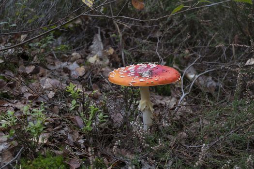 Amanita muscaria mushroom with red and white dots macro in autumn forest