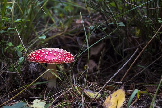 Amanita muscaria mushroom with red and white dots macro in autumn forest