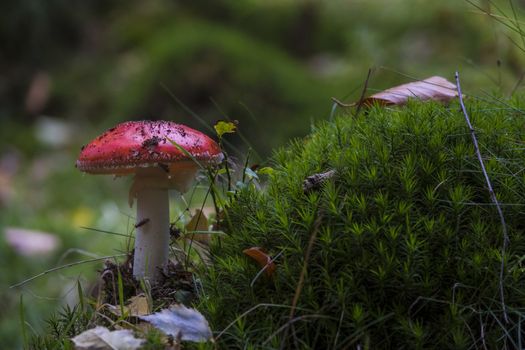 Amanita muscaria mushroom with red and white dots macro in autumn forest