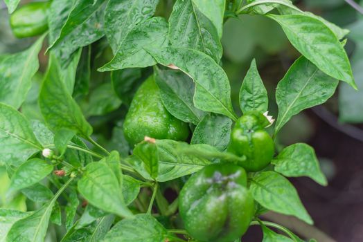 Green bell peppers on vines with water drops and flower at backyard garden near Dallas, Texas, America. Organic homegrown Capsicum fruits in nature settings