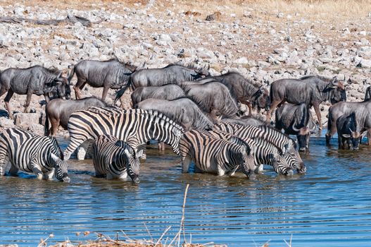 Burchells zebras and blue wildebeest drinking in a waterhole in northern Namibia