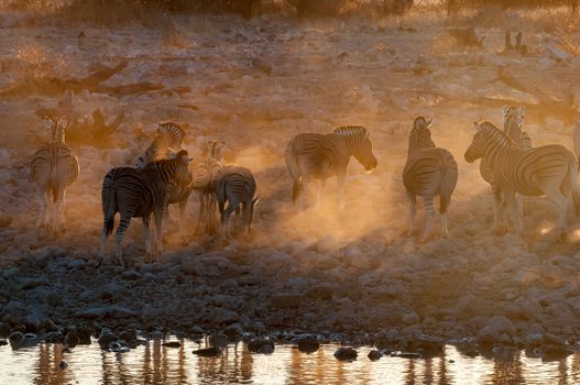 Burchells zebras, Equus quagga burchellii, at sunset at a waterhole in northern Namibia