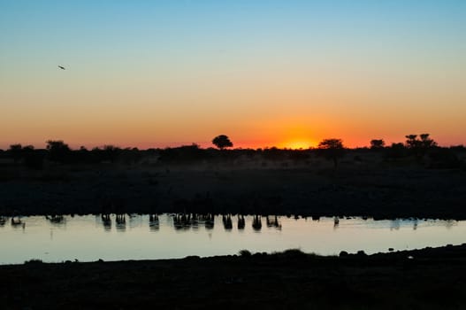 Reflections of Burchells zebras, Equus quagga burchellii, at sunset at a waterhole in northern Namibia