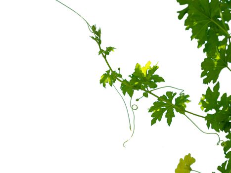 The shoots and flowers of the pumpkin tree isolate On the white background.